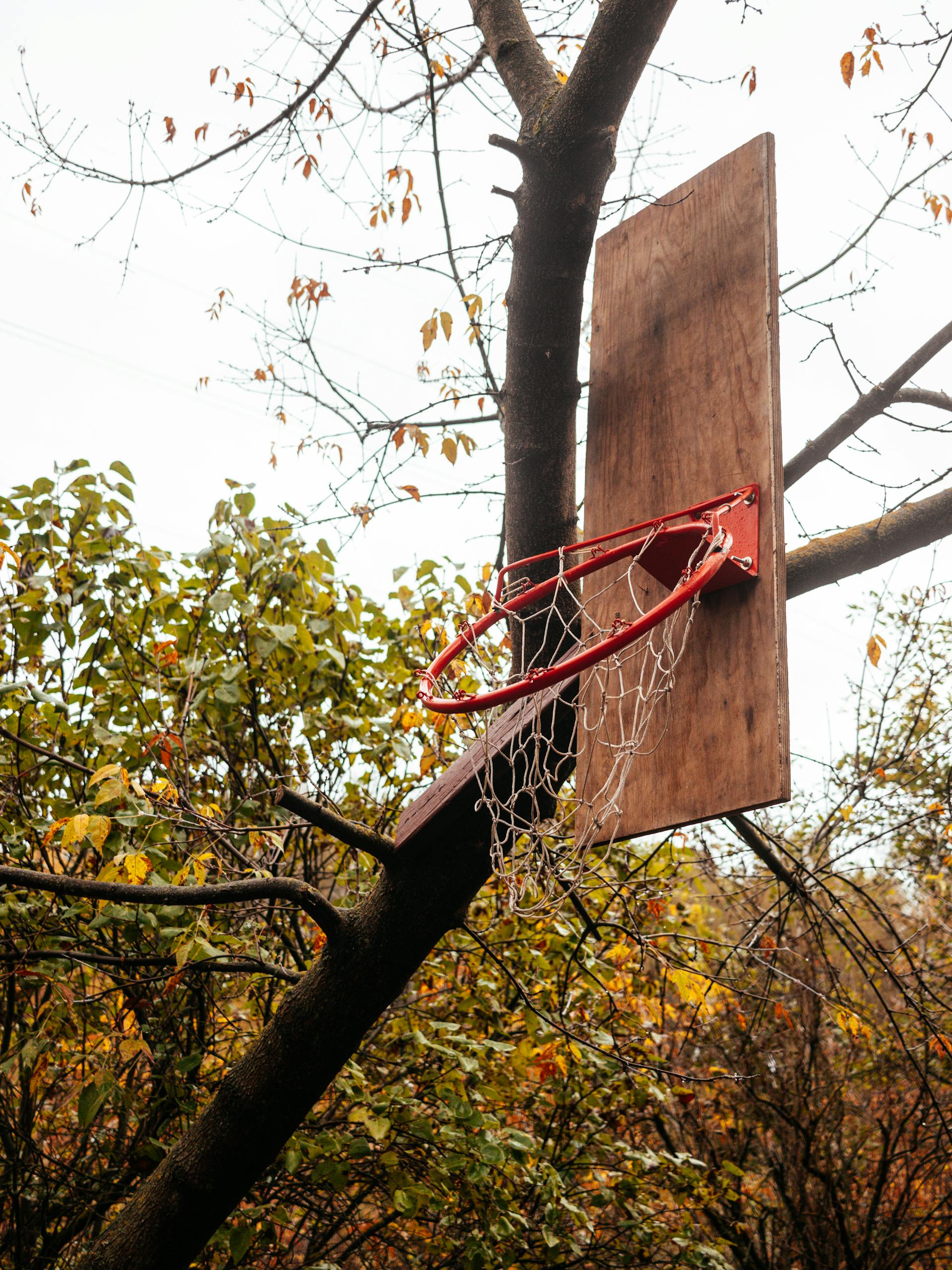 Basketball hoop mounted on a tree trunk surrounded by autumn foliage, capturing a rustic outdoor setting.